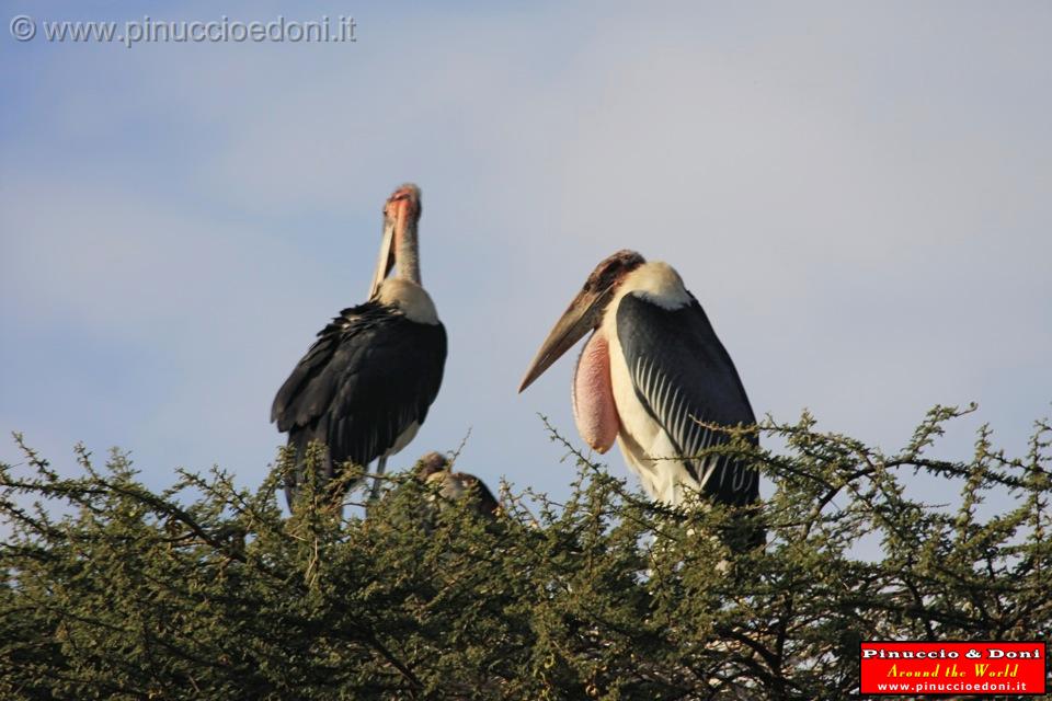 Ethiopia - 095 - Marabu bird.jpg